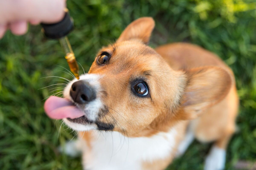 cbd oil for dogs