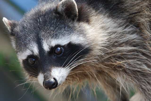 Raccoon Removal